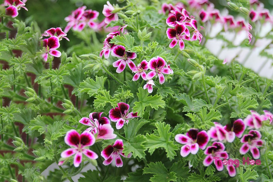 Hoa thiên trúc quỳ (Phong lữ Châu phi)- Pelargonium - Trồng Hoa