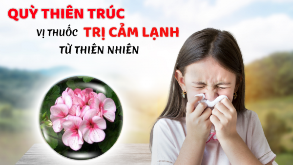 CHIẾT XUẤT QUỲ THIÊN TRÚC PELARGONIUM SIDOIDES – VỊ THUỐC TRỊ CẢM TỪ THIÊN NHIÊN